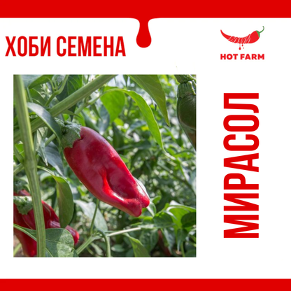 Семена Мирасол