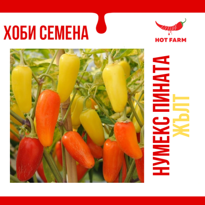 NuMex Piñata Seeds - Yellow