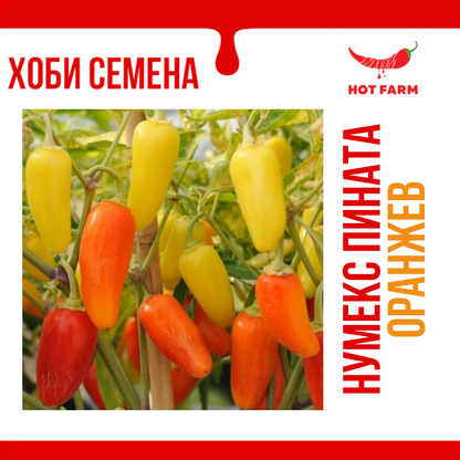 NuMex Piñata Seeds - Orange