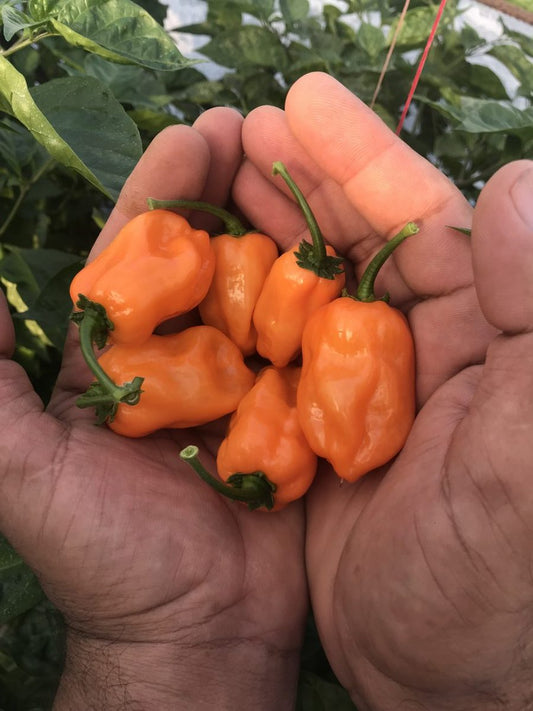 Оранжево Хабанеро - пресни чушки