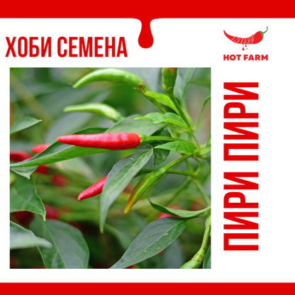 Piri Piri Seeds