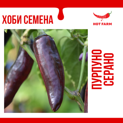 Семена Пурпурно Серано