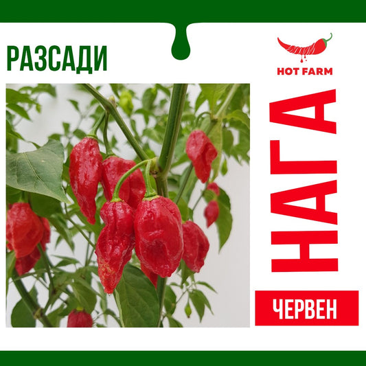 Разсад Нага