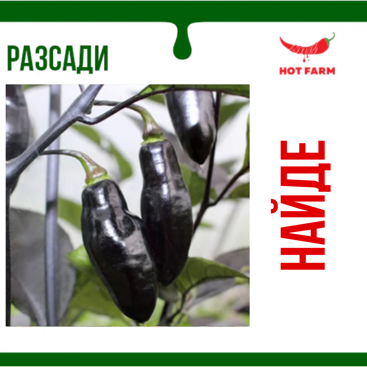 Разсад Найде