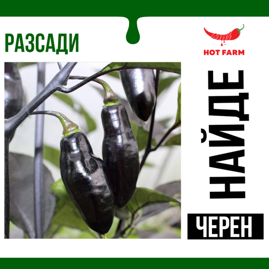 Разсад Nayde Pepper