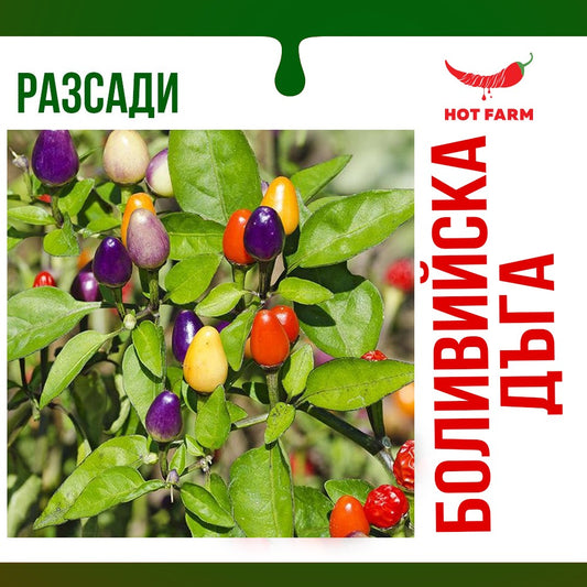 razsad ot boliviiska daga