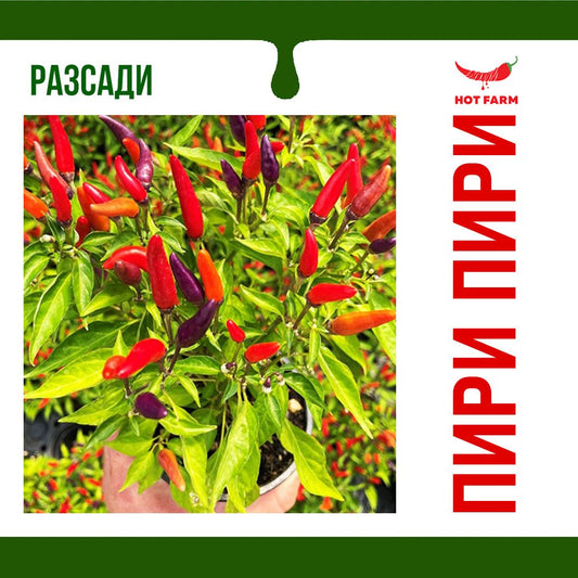 Разсад Пири Пири