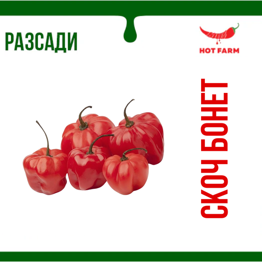 Разсад Скоч Бонет