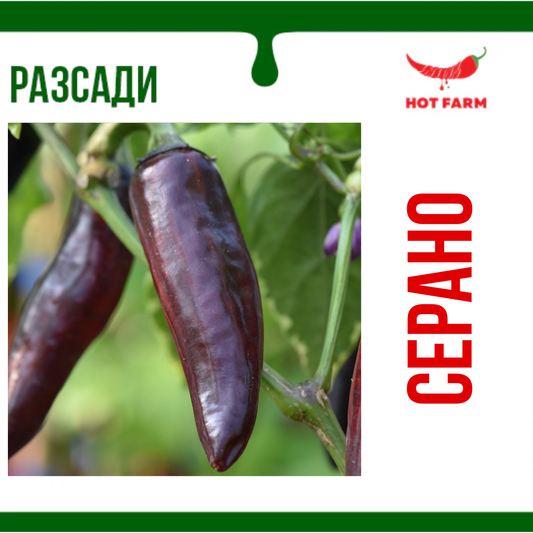 Pepperoncino Etna Seedlings