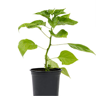 Разсад Табаско