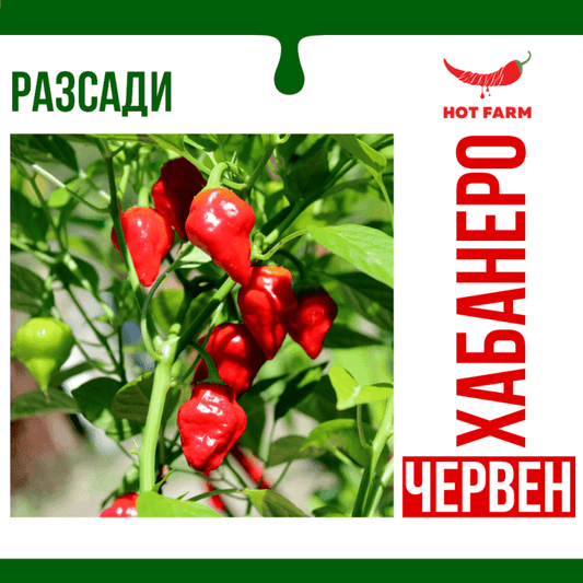 Разсад Червено Хабанеро