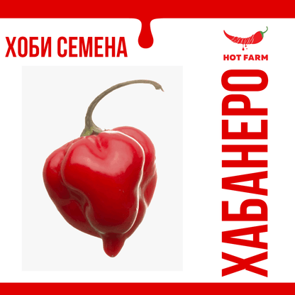 Red Habanero chili seeds for growing intensely hot peppers with a citrus aroma and bright red color.