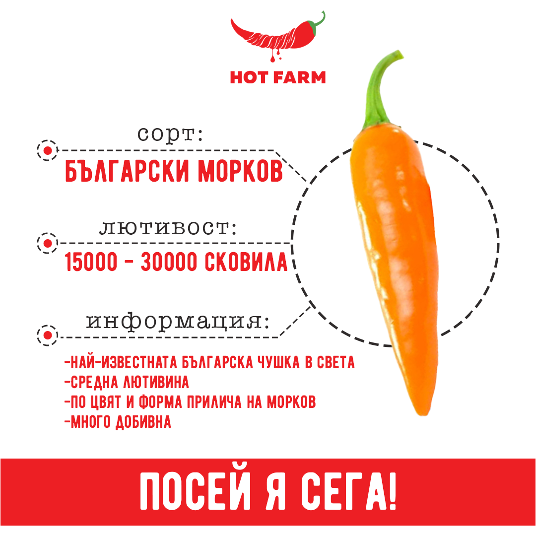 Bulgarian carrot chili seeds for cultivating a unique pepper variety with moderate heat and traditional Bulgarian heritage.

