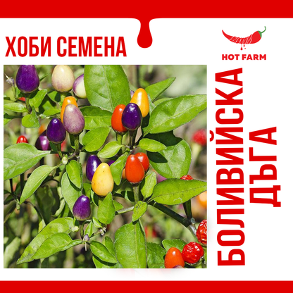 Seeds of the world's most beautiful hot pepper 