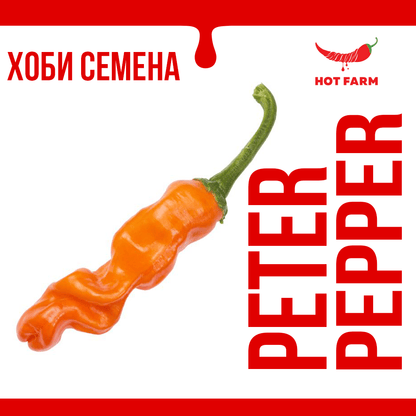 Ornamental hot peppers with an unusual shape 
