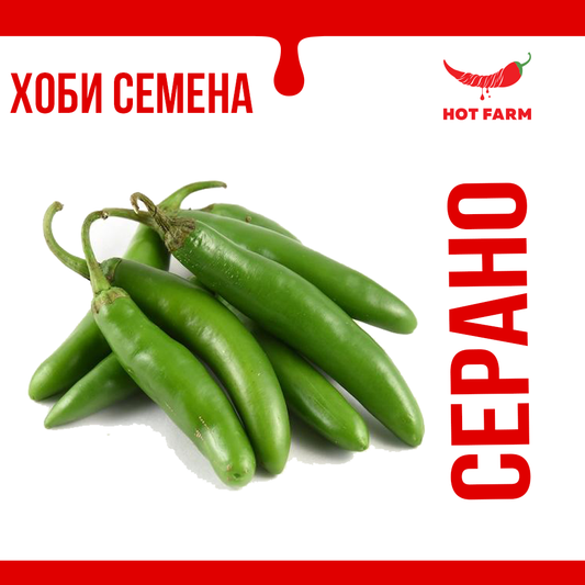 Seeds of Serrano chili, a traditional Mexican pepper with medium heat, perfect for salsas and fresh recipes.

