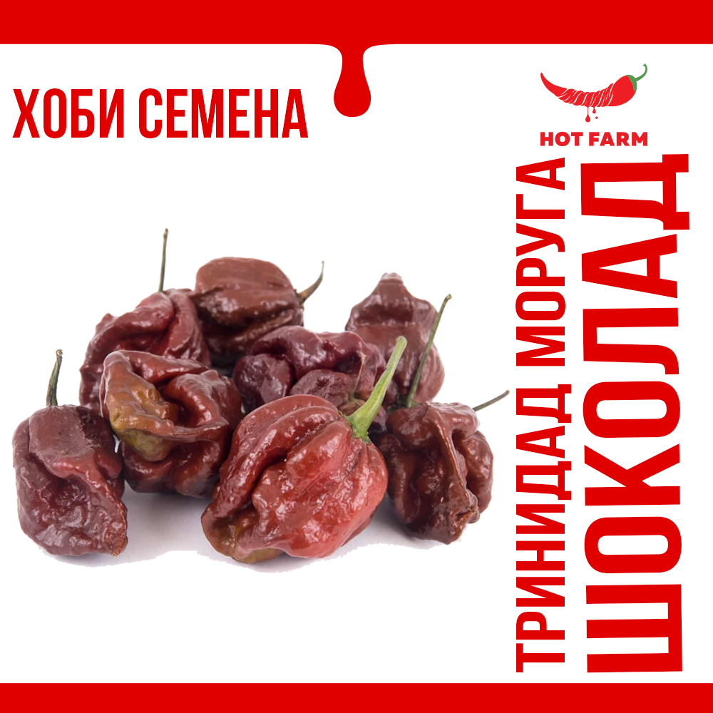 Trinidad Moruga Chocolate chili seeds for growing one of the hottest peppers in the world with intense heat and rich flavor.