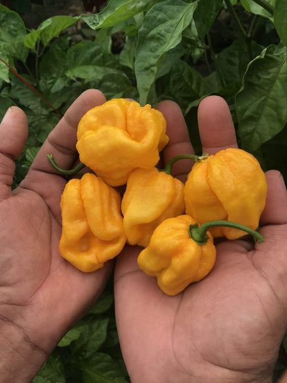 Trinidad Moruga Scorpion Yellow - Fresh Peppers