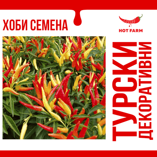 Turkish decorative chili seeds for growing a beautiful and productive spicy pepper variety suitable for decoration and consumption.