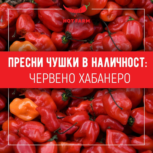 Червено Хабанеро - пресни чушки