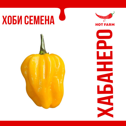 Seeds of Yellow Habanero chili, a high-yielding and intensely spicy variety with a bright yellow color and citrus aroma.