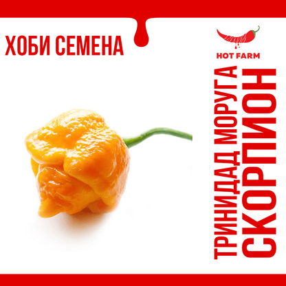 Yellow Trinidad Moruga Scorpion seeds for growing an intensely hot chili pepper with a unique citrus aroma and bold flavor.