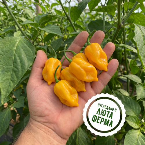 Red Habanero - fresh peppers