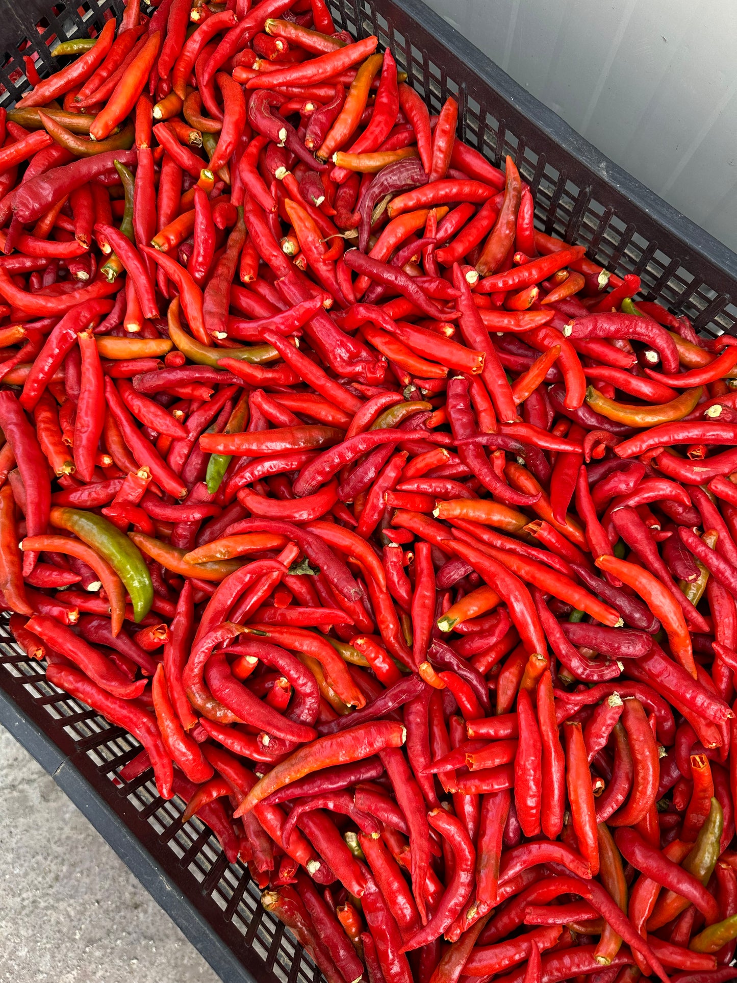 Cayenne (Cayenne pepper) - fresh peppers