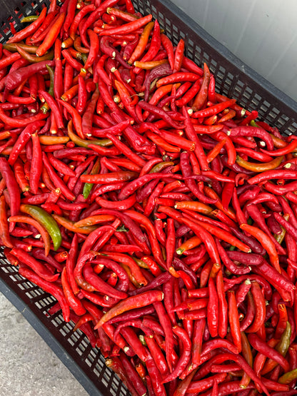 Cayenne (Cayenne pepper) - fresh peppers